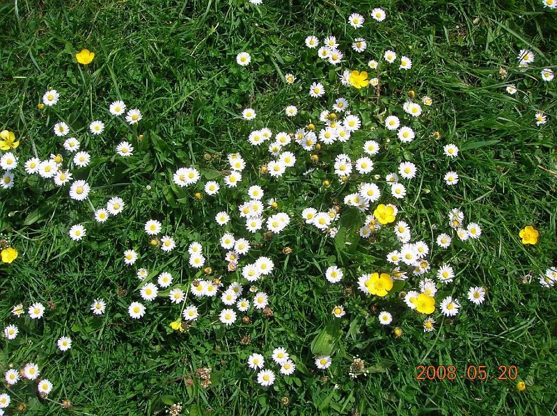 DSC00060_swell_daisies.JPG