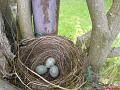 DSC00043_blackbird_eggs