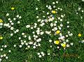 DSC00060_swell_daisies