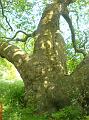 DSC10063_jabberwocky_tree