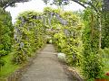 DSC10069_bruern_wisteria